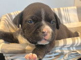 À réserver : cinq chiots American Bullys FBKC, 3 mâles et 2 femelles