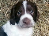 Six chiots Springers Spaniels LOF blanc et marron à vendre