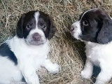 Six chiots Springers Spaniels LOF blanc et marron à vendre