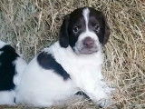 Six chiots Springers Spaniels LOF blanc et marron à vendre