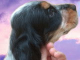 Cocker anglais non-loof