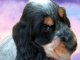 Cocker anglais non-loof