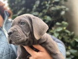 À vendre : 3 chiots Canes Corsos mâles LOF gris