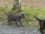 À vendre : 3 chiots Canes Corsos mâles LOF gris