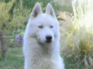 Etalon Husky Sibérien blanc LOF disponible pour saillie