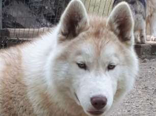 Etalon Husky Sibérien sable LOF disponible pour saillie