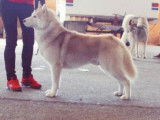 Etalon Husky Sibérien sable LOF disponible pour saillie