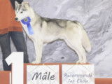 Etalon Husky Sib&eacute;rien LOF disponible pour saillie