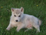 Etalon Husky Sib&eacute;rien LOF disponible pour saillie
