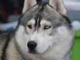 Etalon Husky Sibérien LOF disponible pour saillie