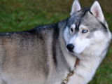 Etalon Husky Sibérien LOF disponible pour saillie