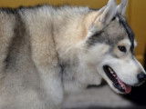 Etalon Husky Sibérien LOF disponible pour saillie