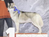 Etalon Husky Sibérien LOF recommandé disponible pour saillie