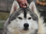 Etalon Husky Sibérien LOF recommandé disponible pour saillie