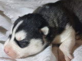 Chiots Husky Sibérien LOF à réserver