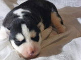 Chiots Husky Sibérien LOF à réserver