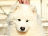 Etalon Samoyède LOF disponible pour saillie
