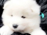 Etalon Samoyède LOF disponible pour saillie