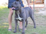 A r&eacute;server un chiot Cane Corso femelle gris, LOF