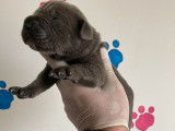 A r&eacute;server un chiot Cane Corso femelle gris, LOF