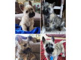 À résever : 4 chiots Cairn Terriers mâles, LOF beiges ou fauves