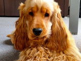 Cocker Spaniel Anglais LOF pour saillie
