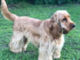 Cocker Spaniel Anglais LOF pour saillie