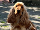 Cocker Spaniel Anglais LOF pour saillie