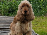 Cocker Spaniel Anglais LOF pour saillie