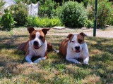 A réserver des chiots American Staffordshire Terriers fauve et blanc, LOF