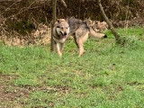 A vendre, un chien Loup Tch&egrave;que tricolore, LOF