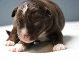 Chiots Berger Australien Miniature LOF à réserver
