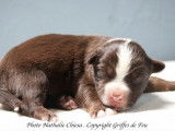 Chiots Berger Australien Miniature LOF à réserver