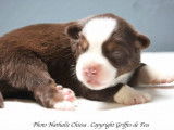 Chiots Berger Australien Miniature LOF à réserver