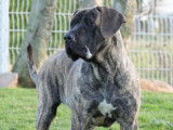 Cherche famille pour un chien Presa Canario LOF né en juin 2020