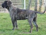 Cherche famille pour un chien Presa Canario LOF né en juin 2020