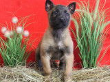 7 chiots Malinois LOF n&eacute;s en janvier 2022 en attente d&rsquo;adoption