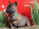 7 chiots Malinois LOF n&eacute;s en janvier 2022 en attente d&rsquo;adoption