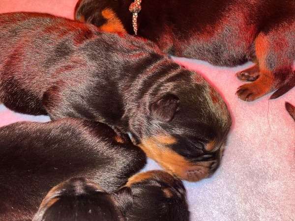 8 chiots Rottweilers LOF nés en février 2022 à réserver