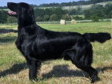 Etalon Flat Coated Retriever LOF noir disponible pour saillie