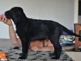Etalon Flat Coated Retriever LOF noir disponible pour saillie