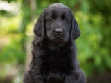 Etalon Flat Coated Retriever LOF noir disponible pour saillie