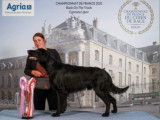 Etalon Flat Coated Retriever LOF noir disponible pour saillie