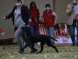 Etalon Flat Coated Retriever LOF noir disponible pour saillie