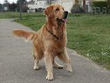 De race Golden Retriever disponible pour saillie
