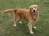 De race Golden Retriever disponible pour saillie