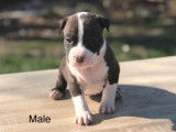 Mise &agrave; la r&eacute;servation de 5 chiots American Staffordshire Terriers LOF