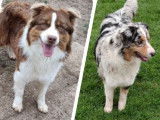 2 chiots mâles Bergers Australiens LOF à la réservation