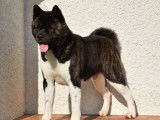À réserver 8 chiots LOF Akitas Américains, 3 mâles et 5 femelles