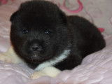 À réserver 8 chiots LOF Akitas Américains, 3 mâles et 5 femelles
